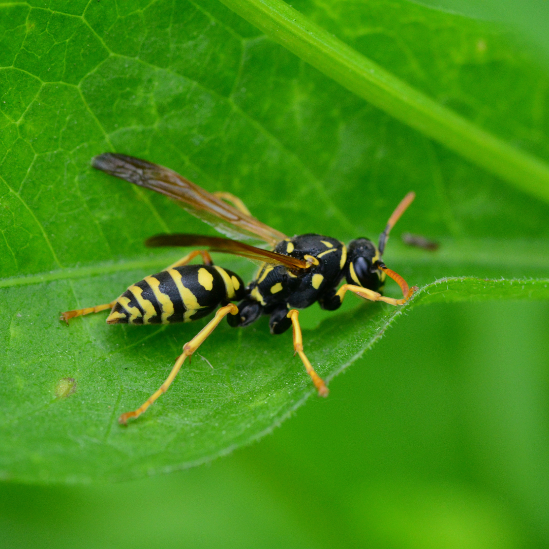 Paper Wasp appearance in Minnesota