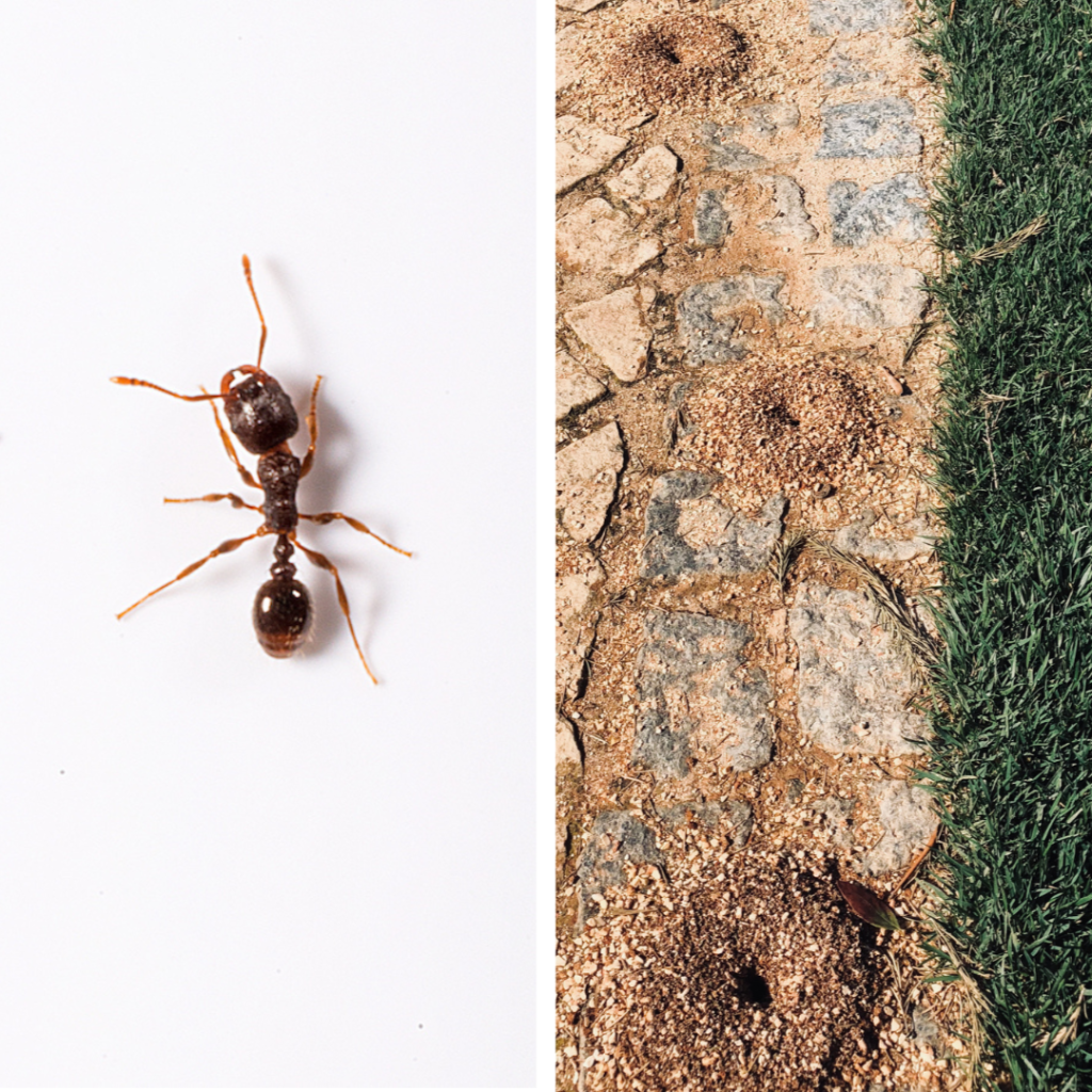 Pavement ants in Elk River Minnesota