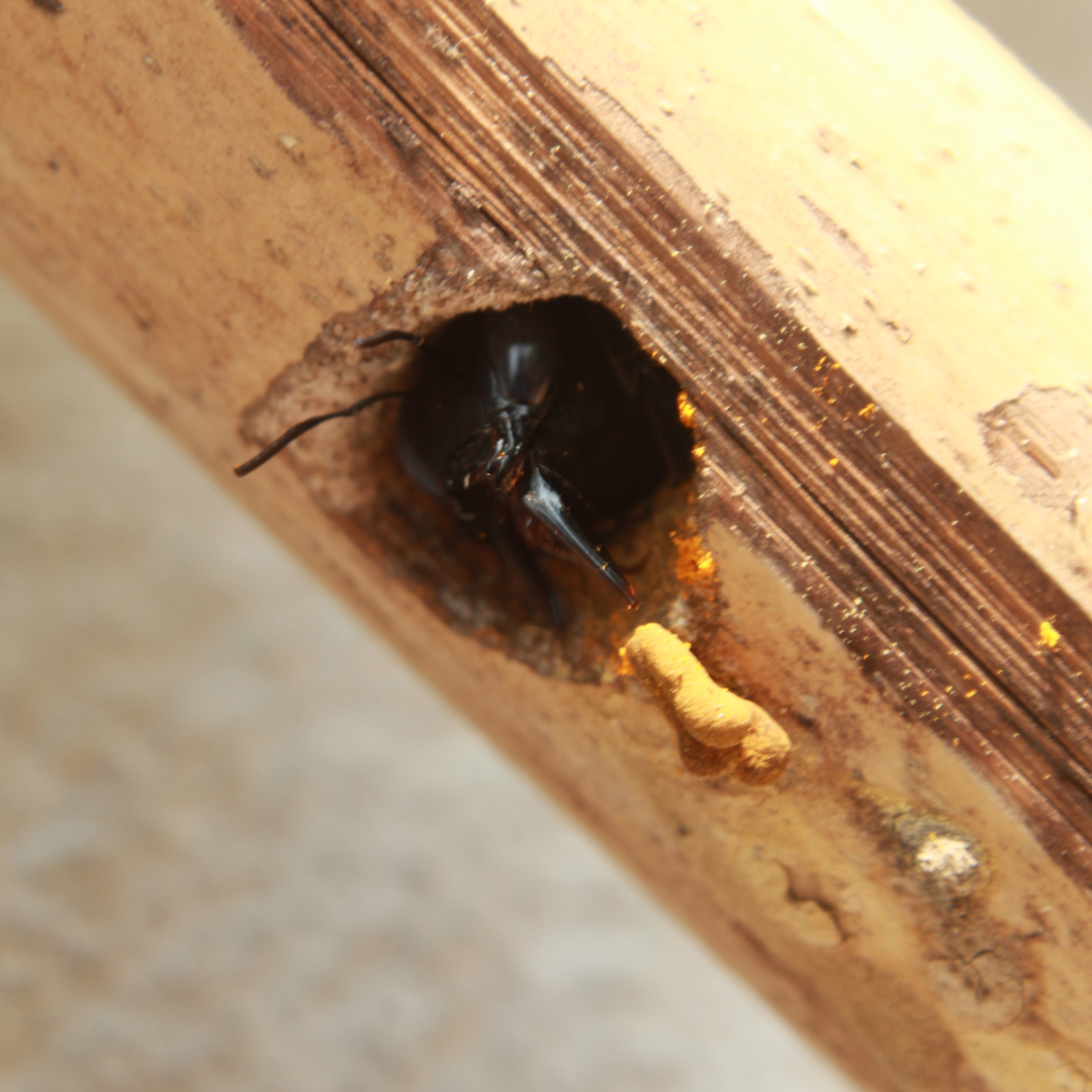 Carpenter Bees Behavior in Minnesota