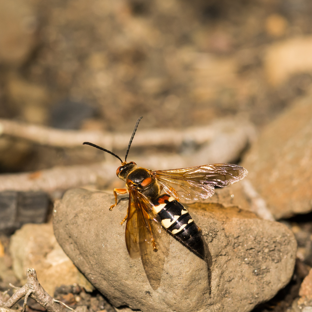 Cicada wasp killer appearance in Minnesota