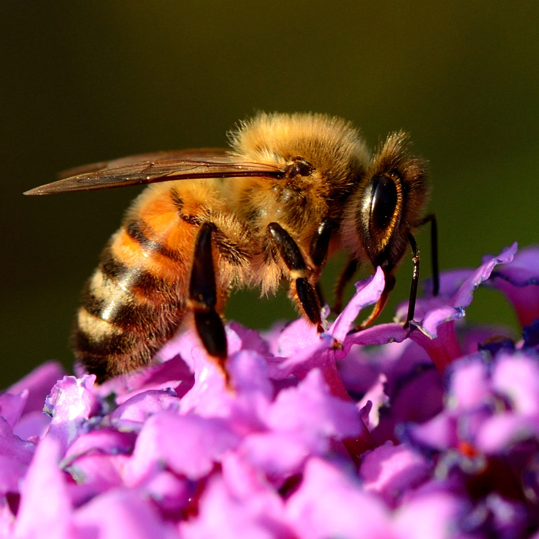 Honey Bees appearance Minnesota