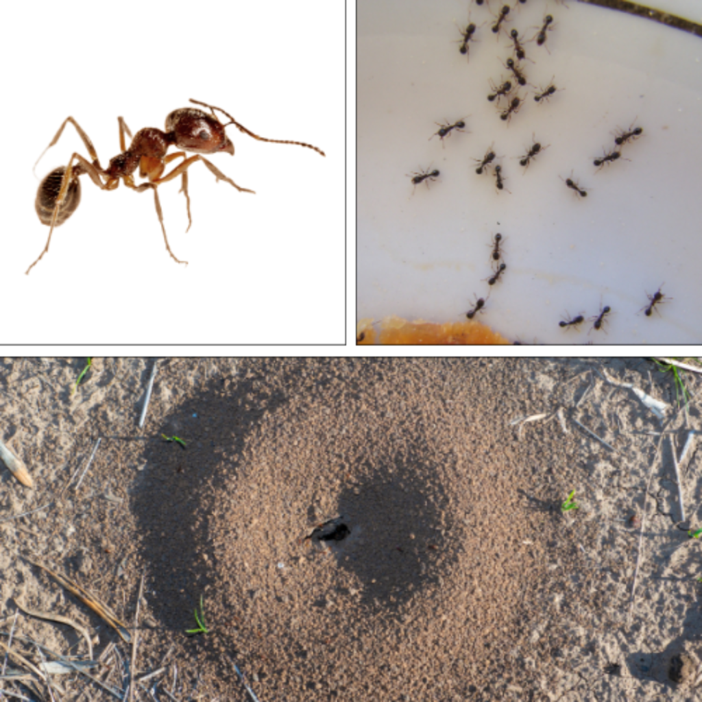 Pavement ants in Minnesota