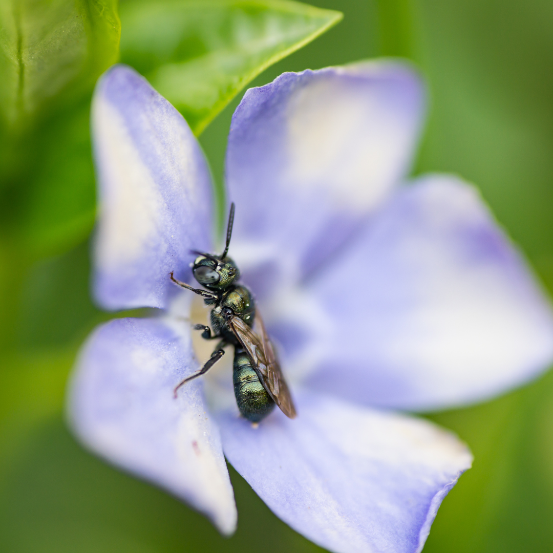 Small Carpenter Bees behavior in Minnesota