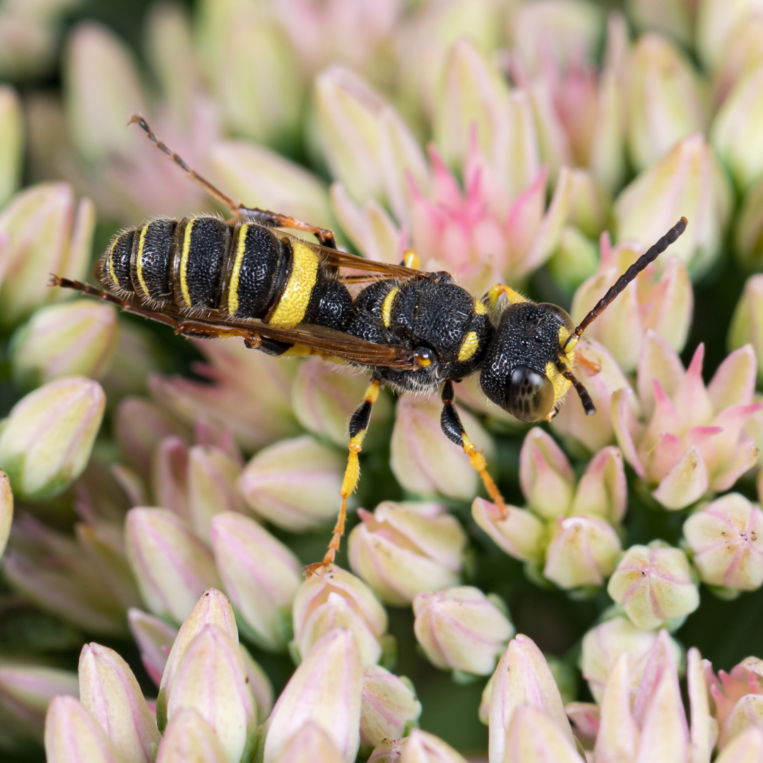Weevil wasp appearance in Minnesota