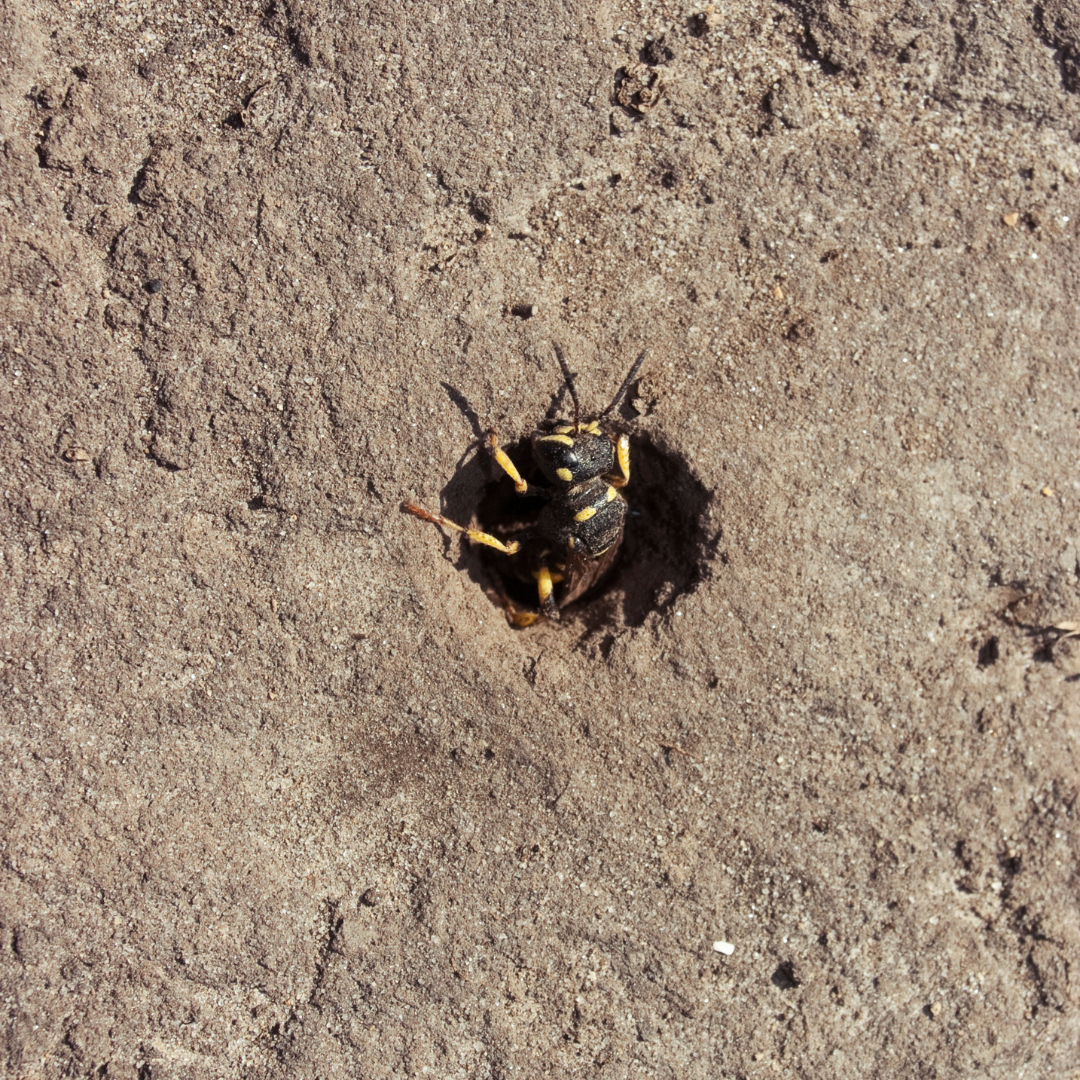 Weevil wasp behavior in Minnesota