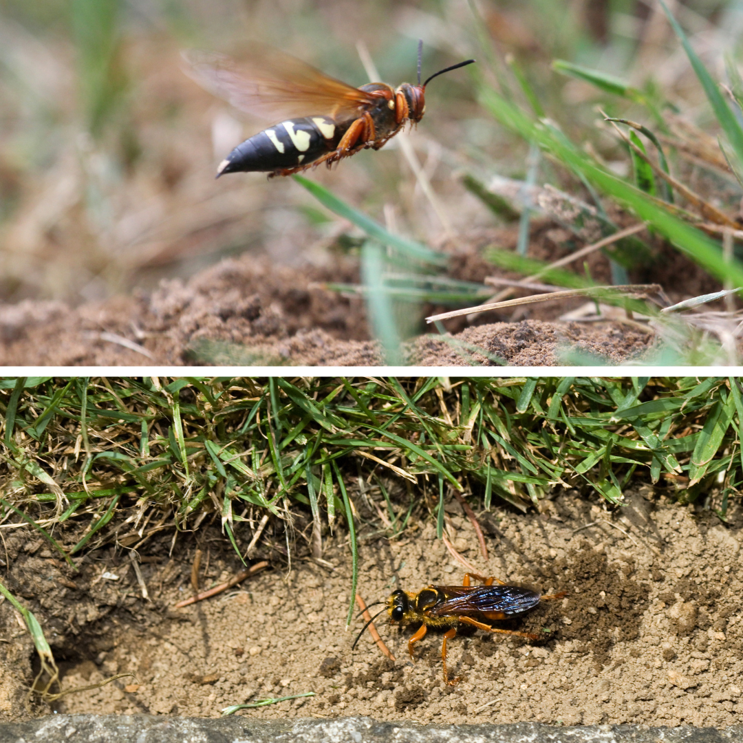 Cicada Wasp Killer ID