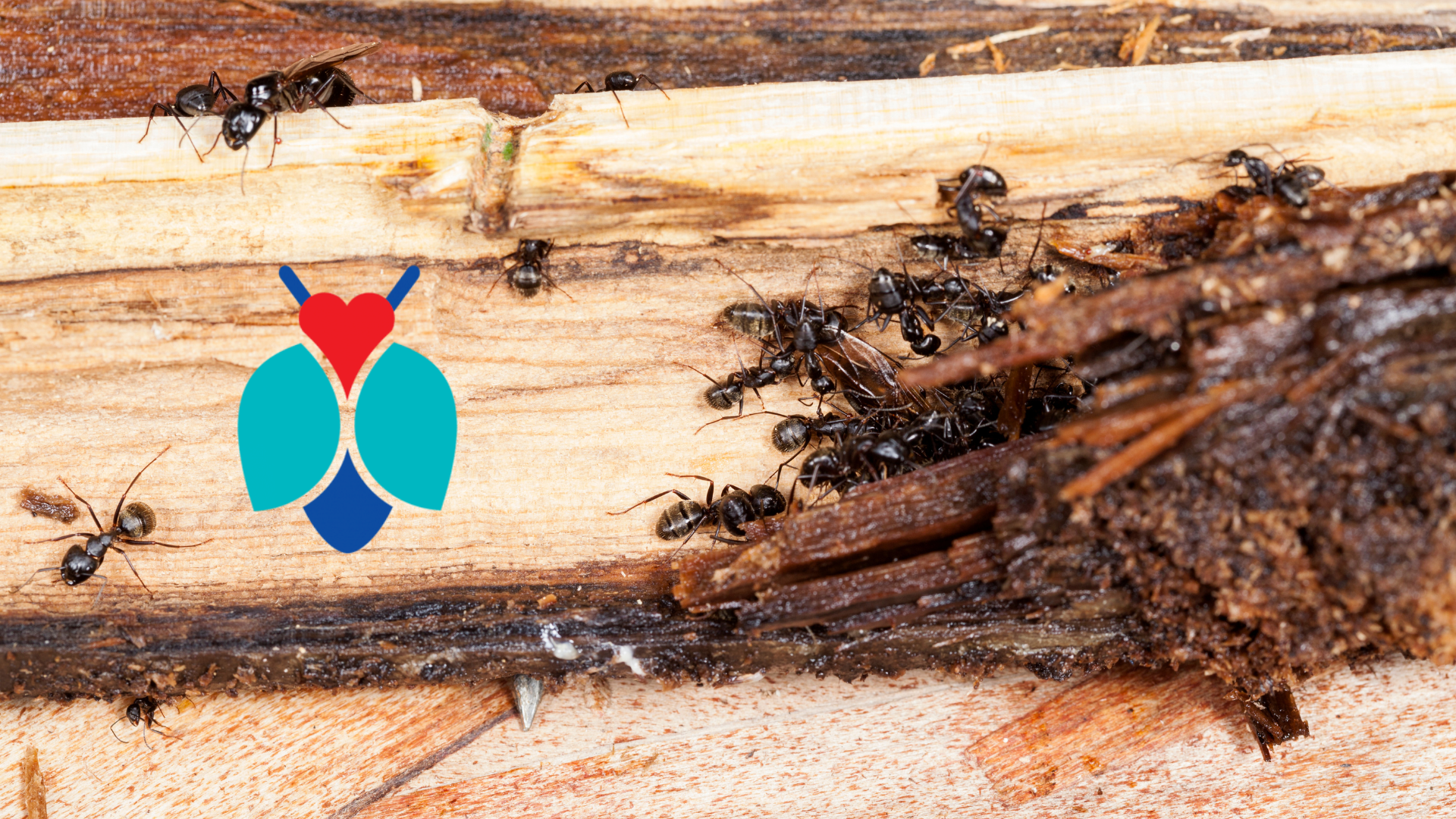 Common signs of carpenter ants