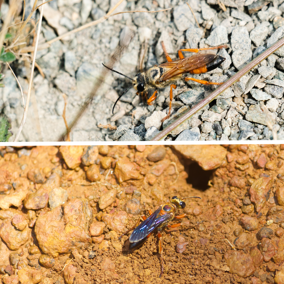 Great Golden Digger Wasps