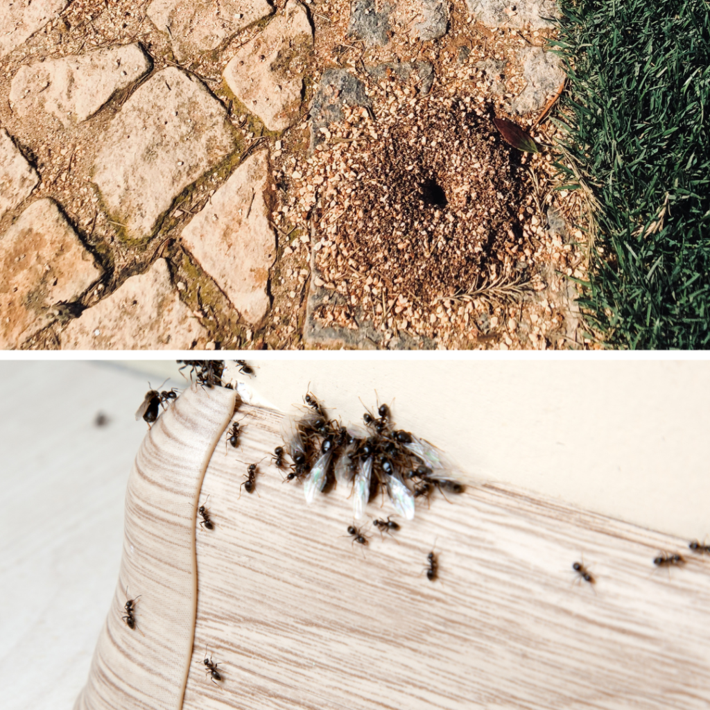 Signs of pavement ants