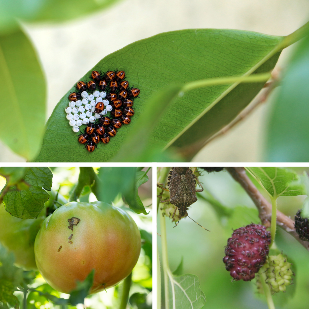 Stink bug behavior and eggs