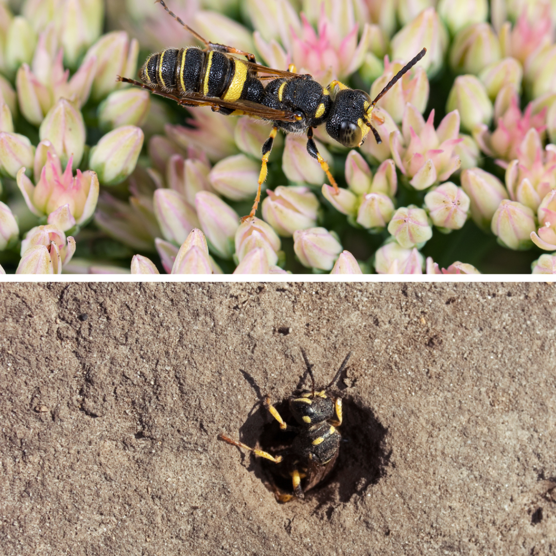 Weevil wasps