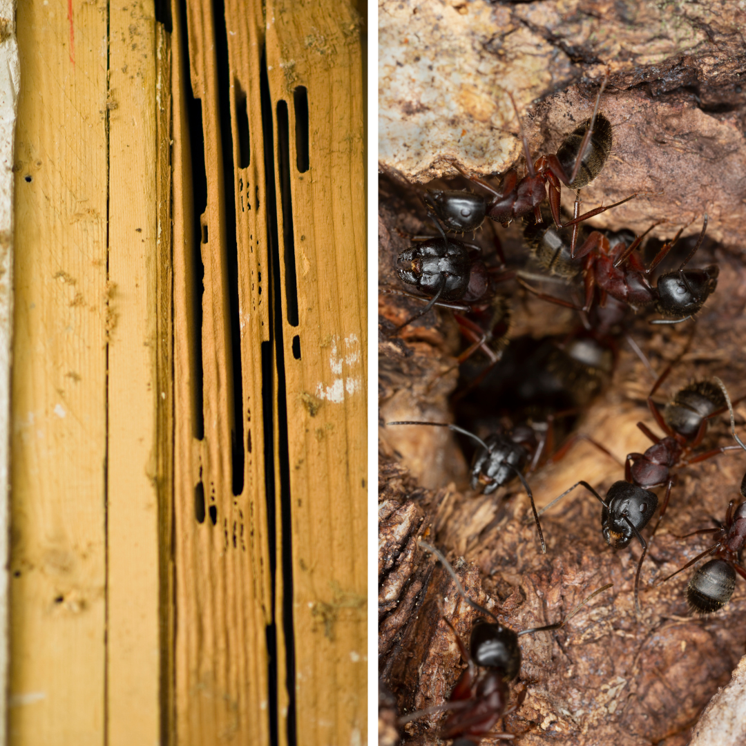 carpenter ants don't eat wood