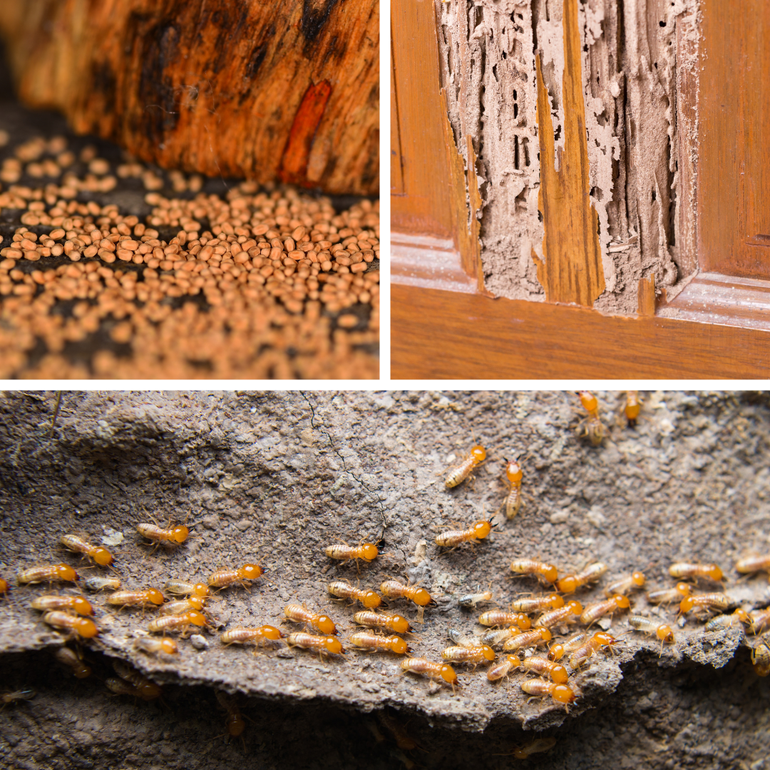 termite behavior