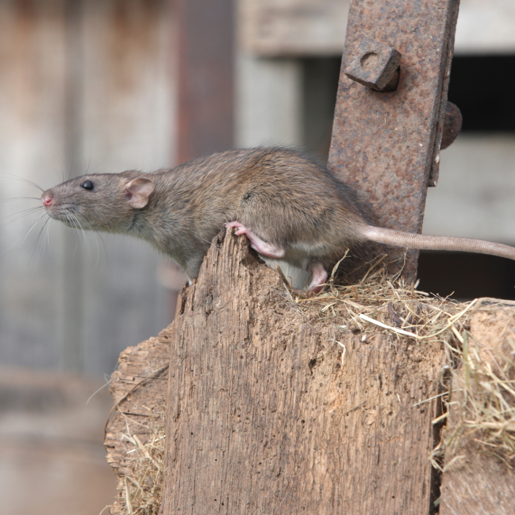 Brown Rat reproduction