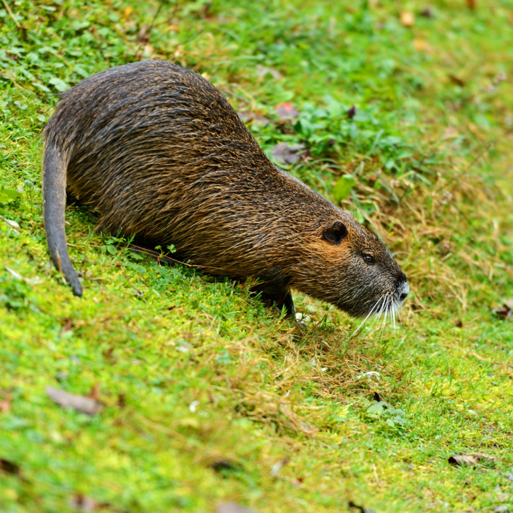 Common muskrat appearance