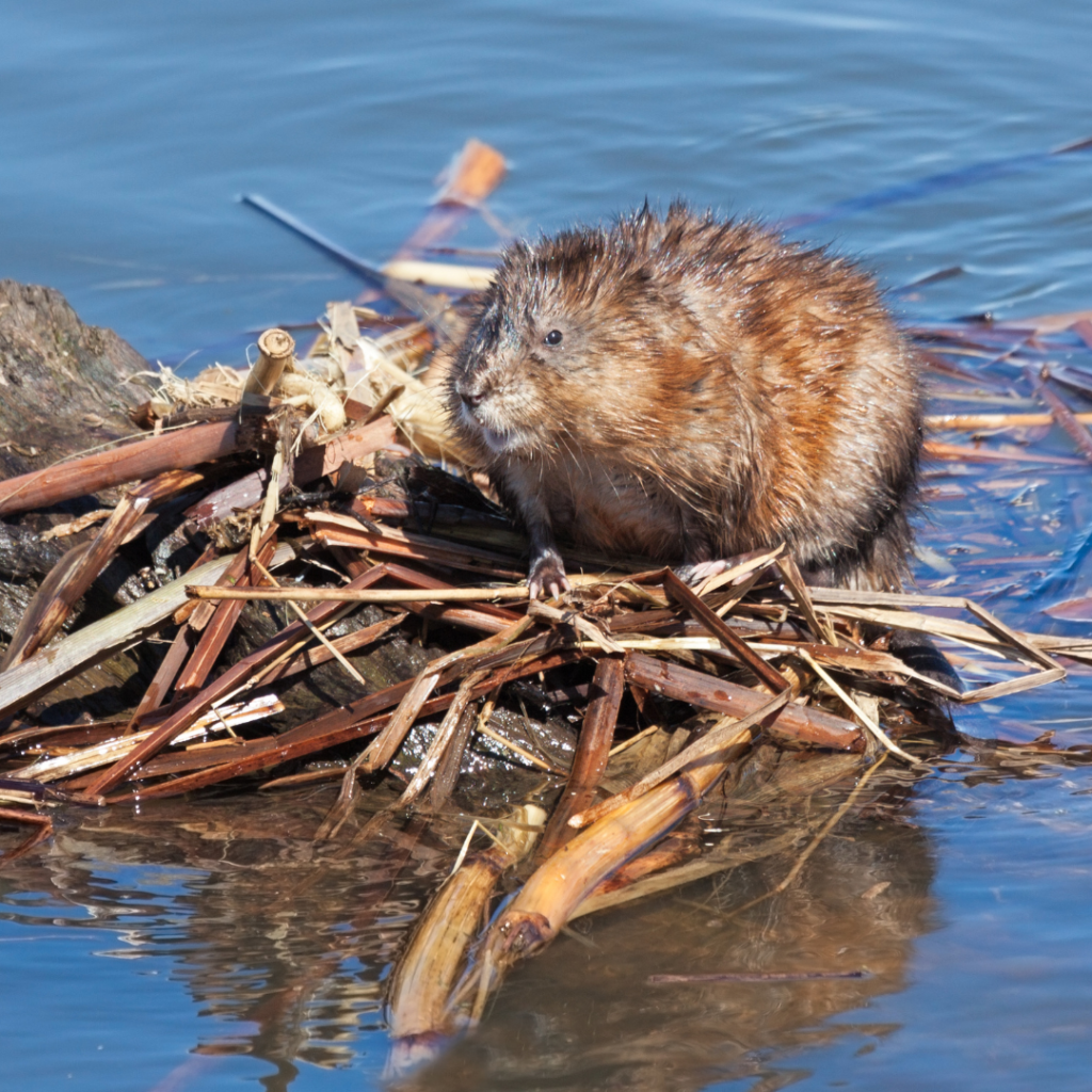 Common muskrat reproduction