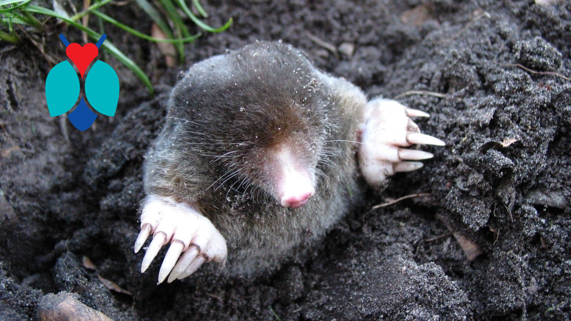 Controlling moles in your yard blog