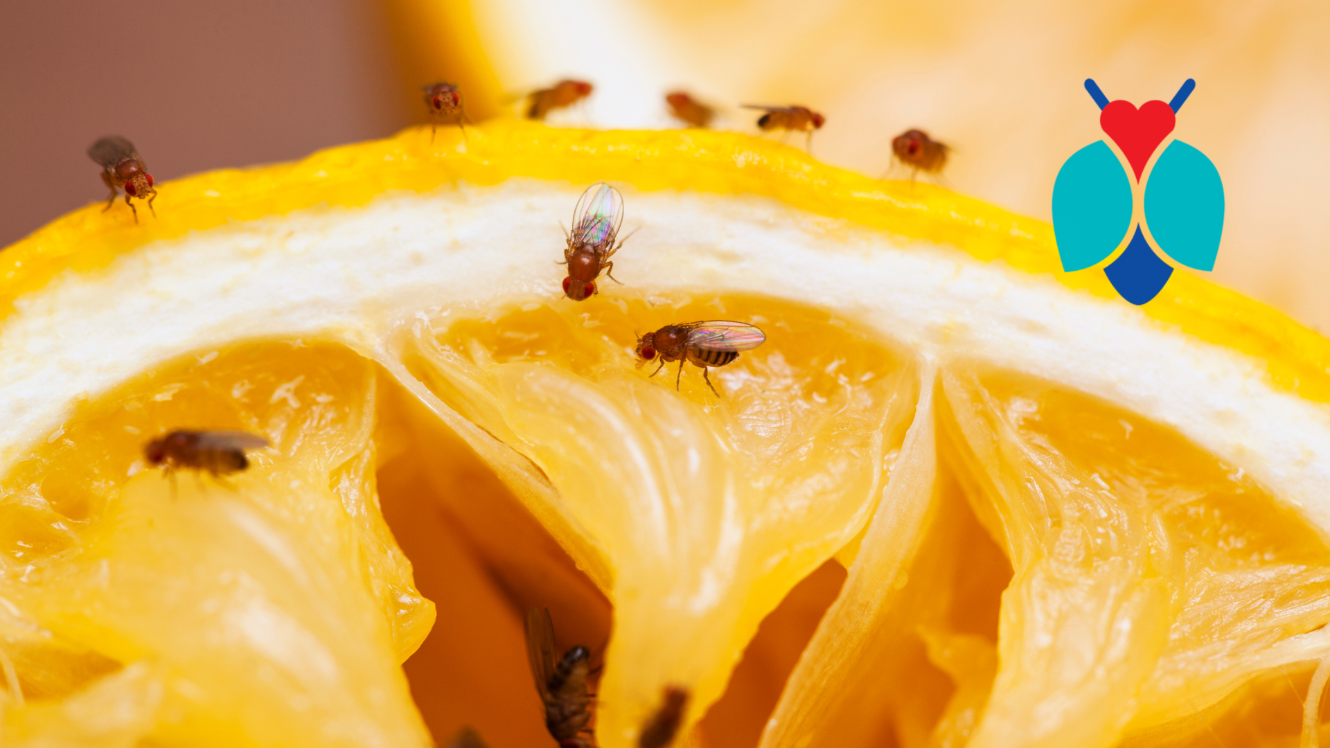 Fruit Flies, Don't Bother Me! blog