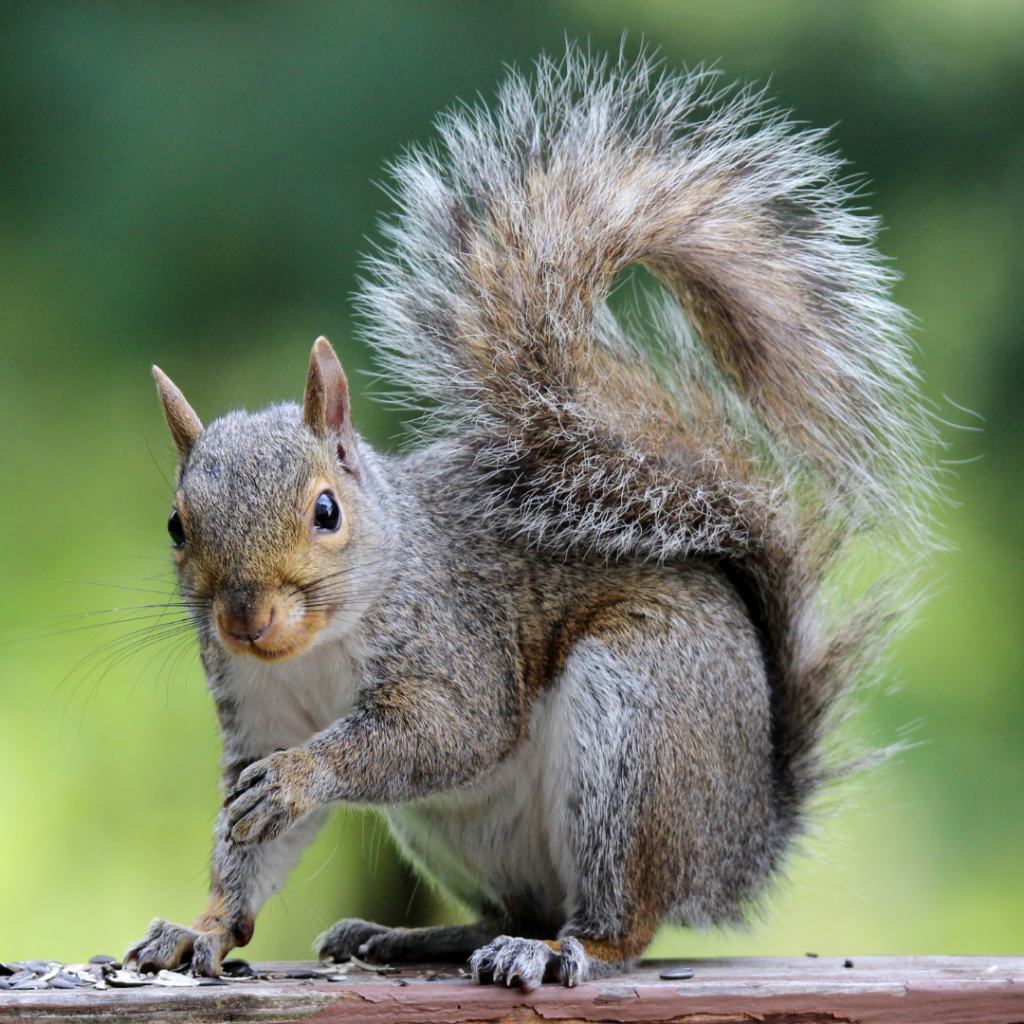 Gray squirrel appearance
