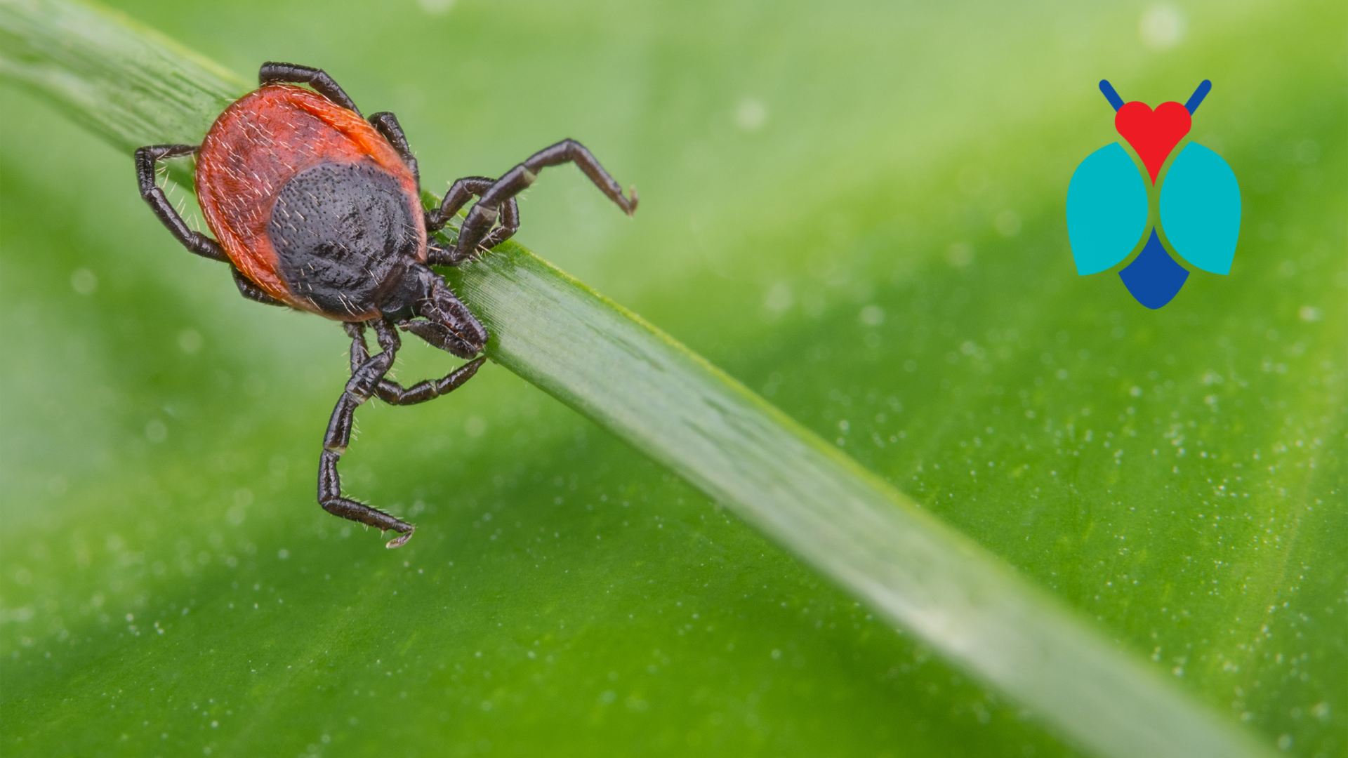 May is Lyme Disease Awareness Month Blog Post