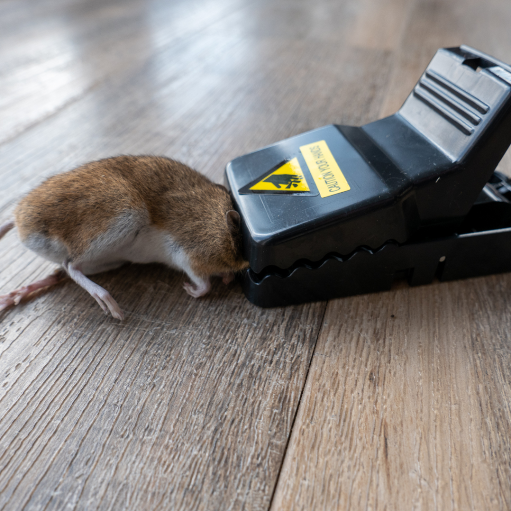 Mice are not nice for first hotel trip, Consumer rights