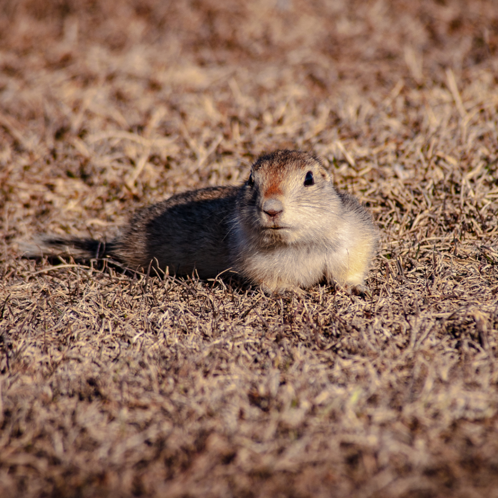 Pocket gopher reproduction