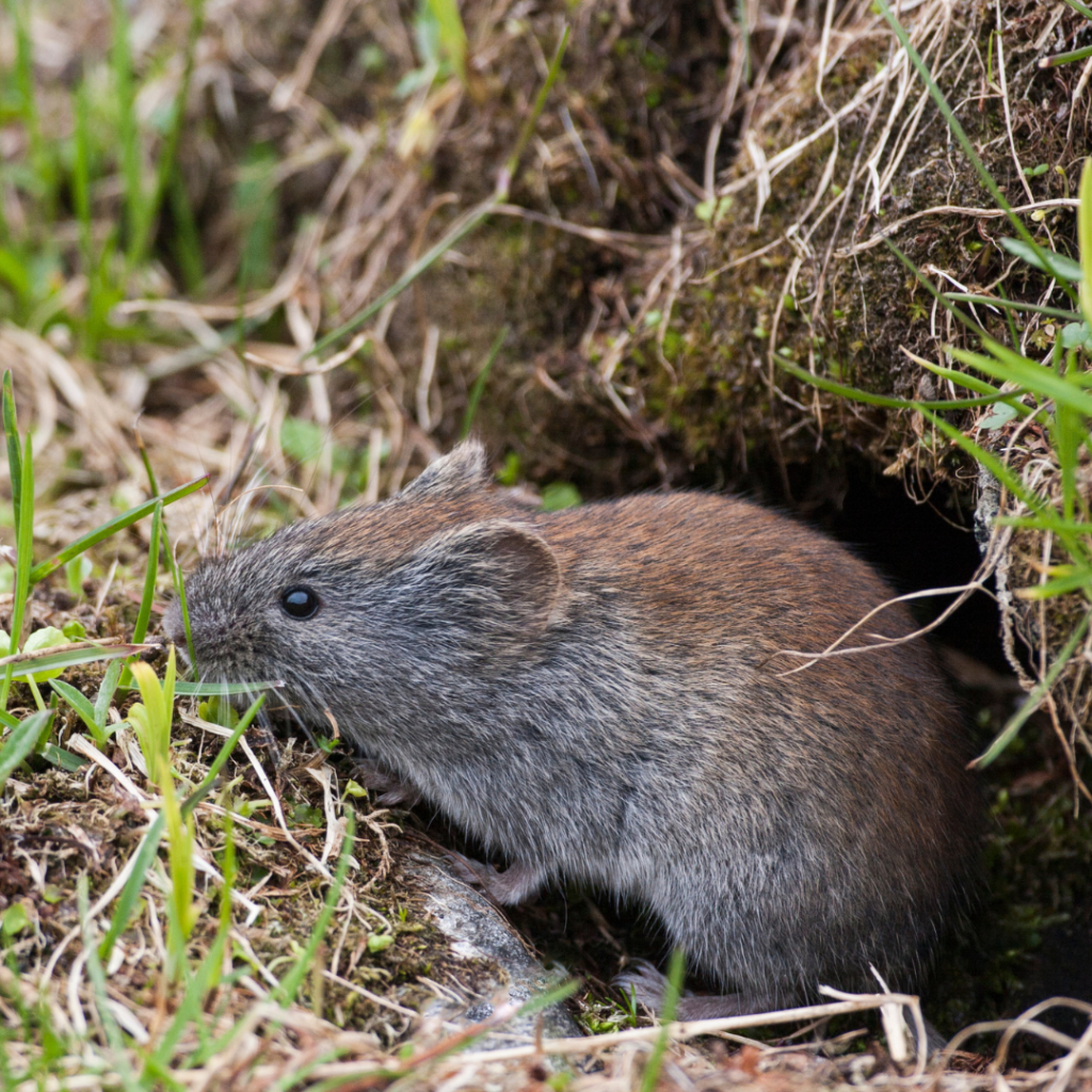 Red Backed Vole Reproduction