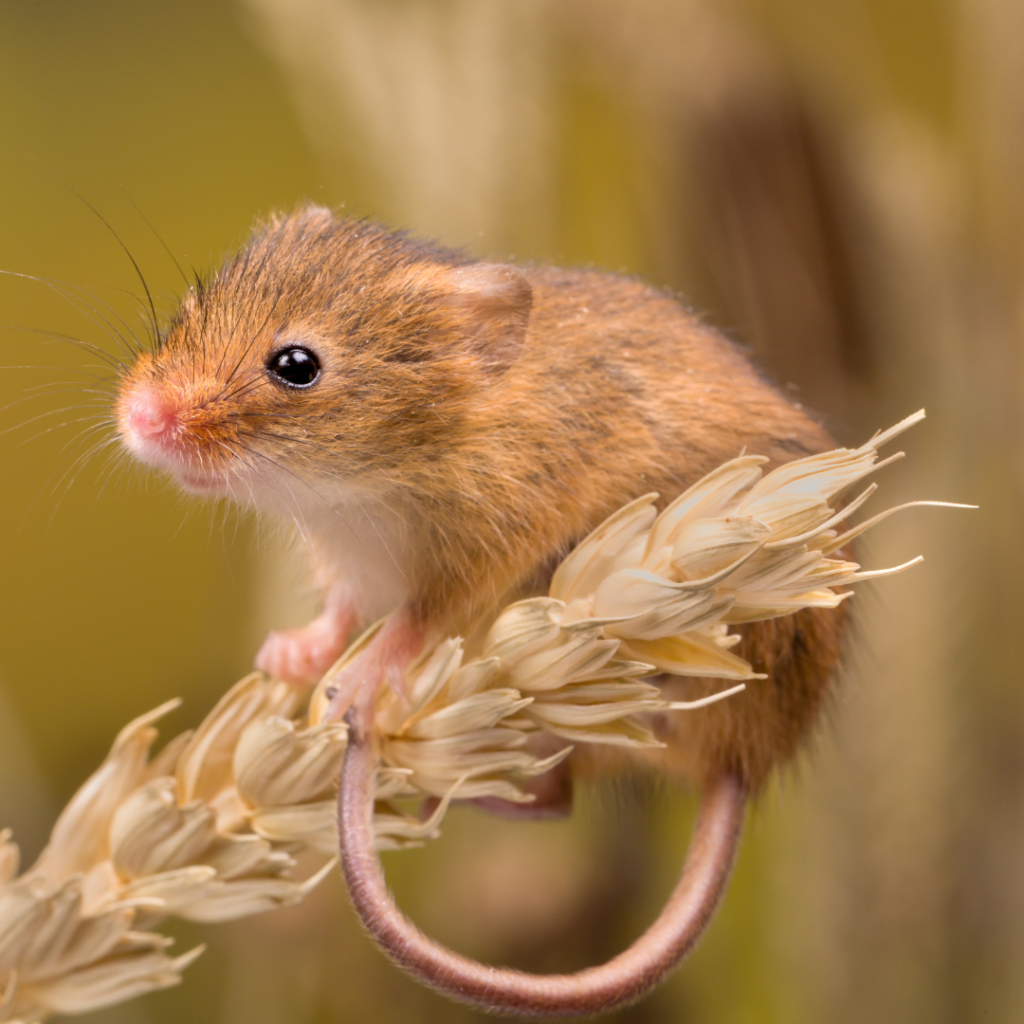 Western Harvest Mouse identification