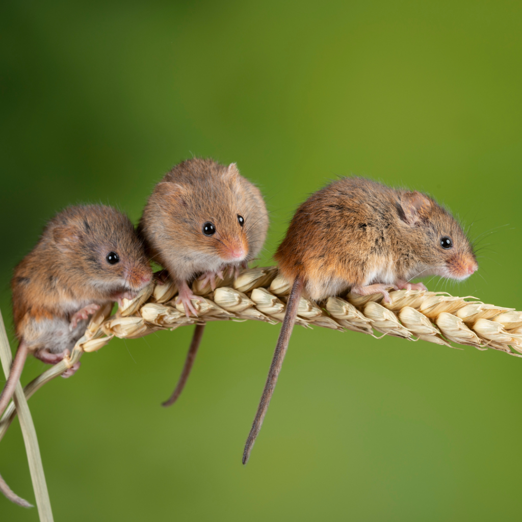 Western Harvest Mouse reproduction