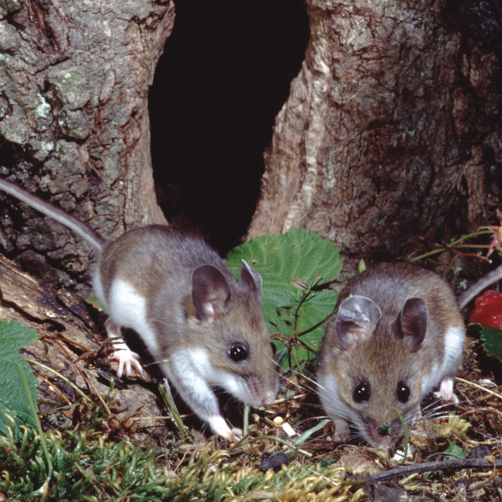 deer mouse reproduction