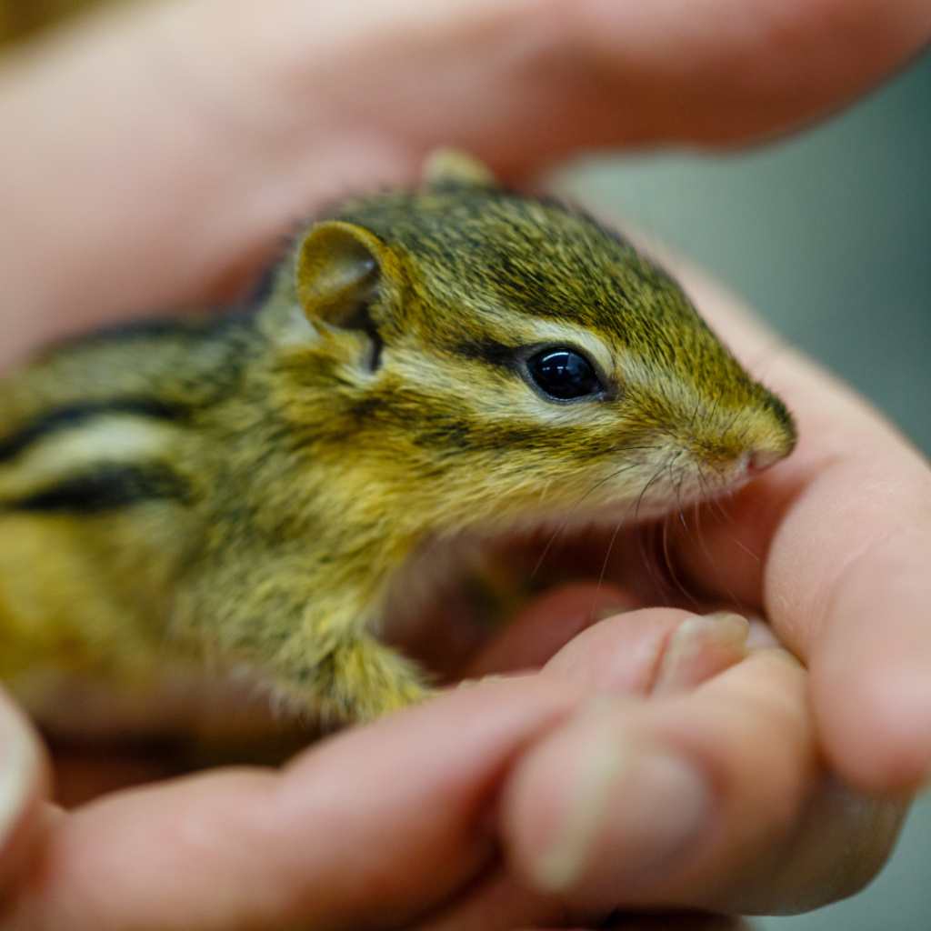 eastern chipmunk reproduction