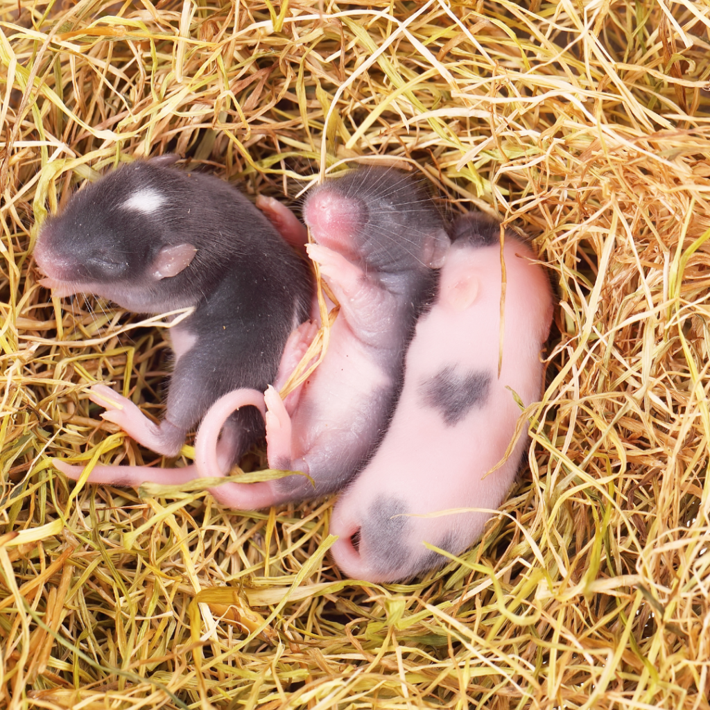 house mouse reproduction
