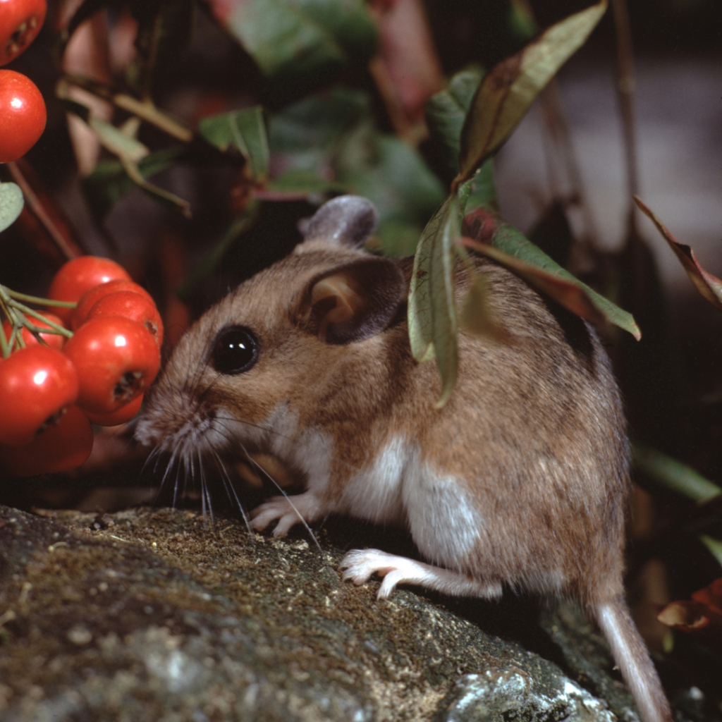 white-footed mouse reproduction