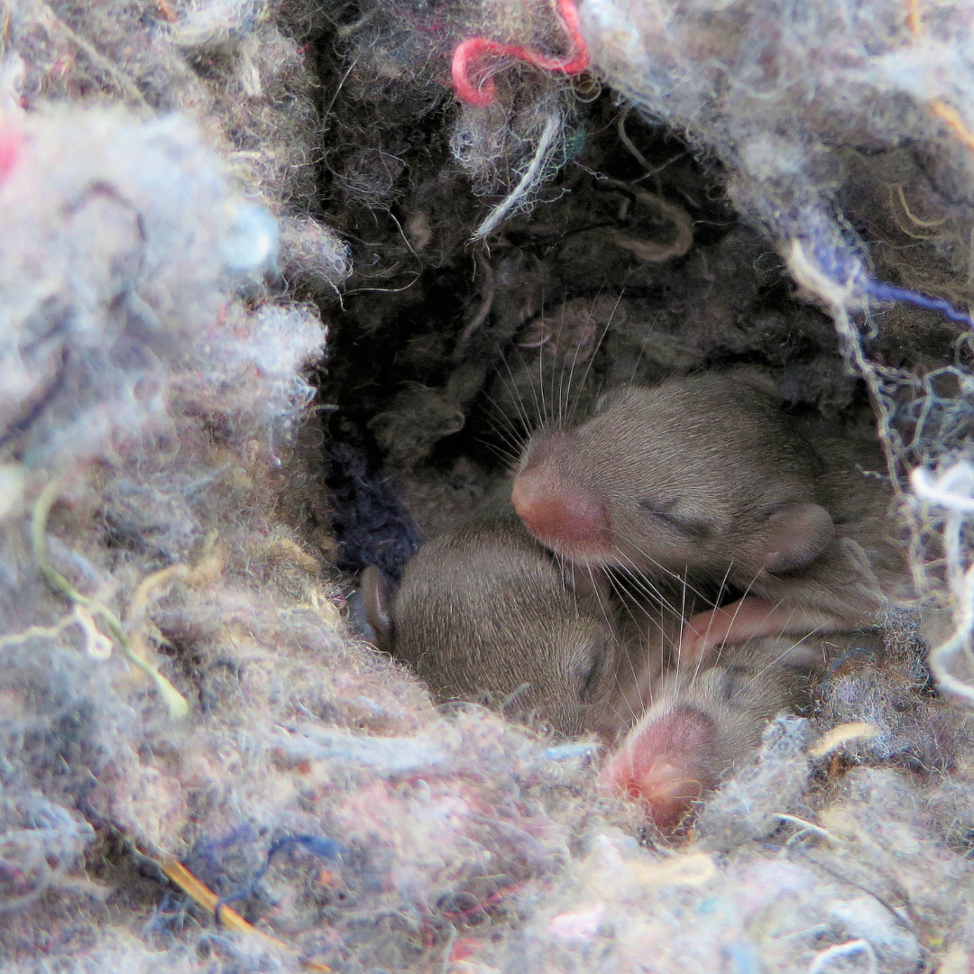 Mice living inside insulation