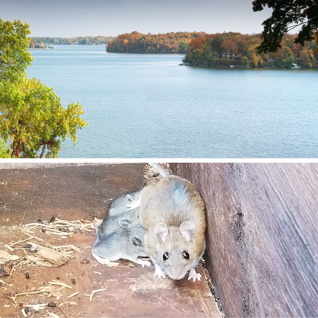 Mouse behavior in Mound Minnesota