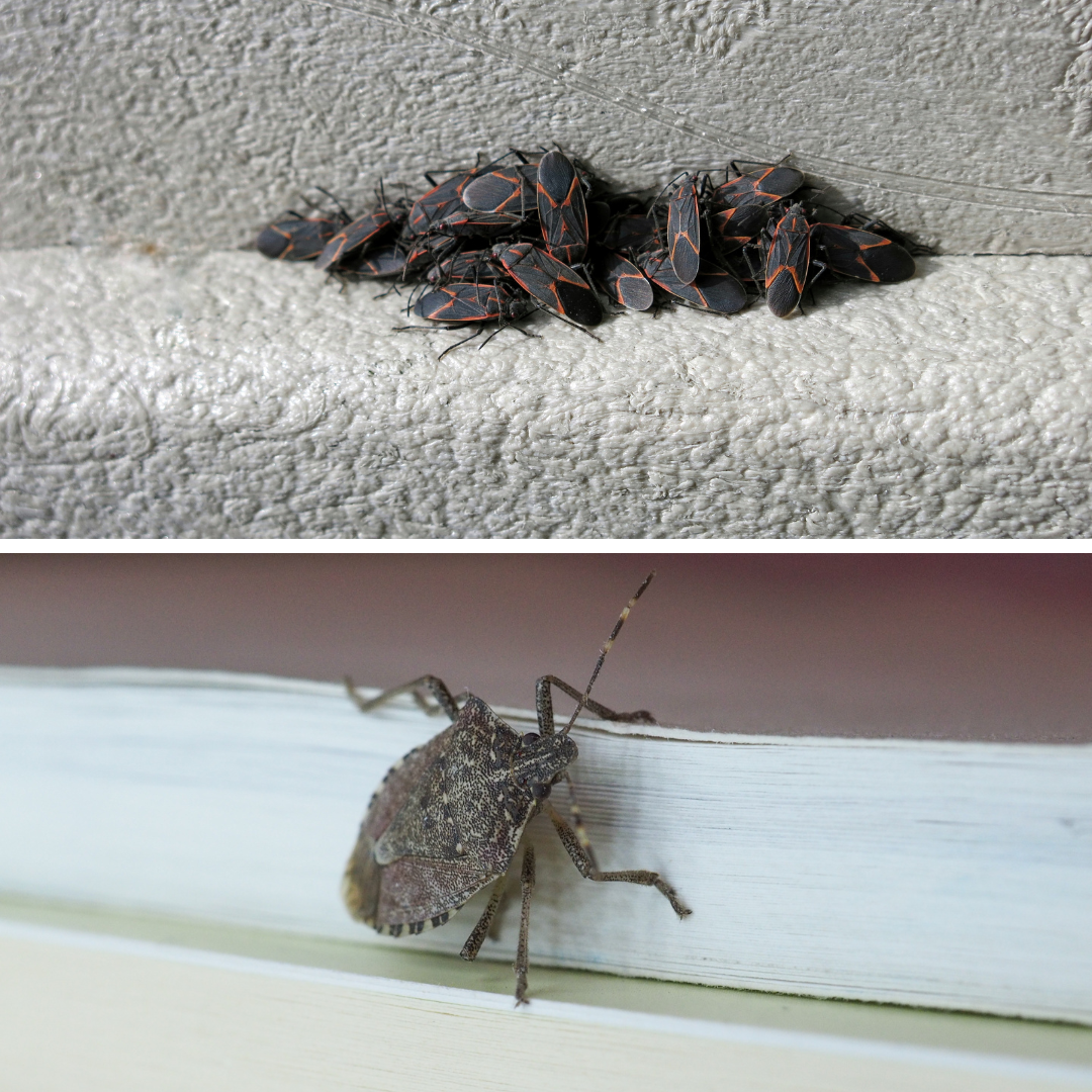 boxelder bug and stink bug behavior