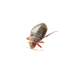 Bedbugs IPP icon image