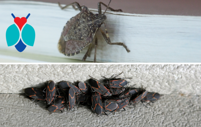 Boxelder Bugs and Stink Bugs Inside in the Winter