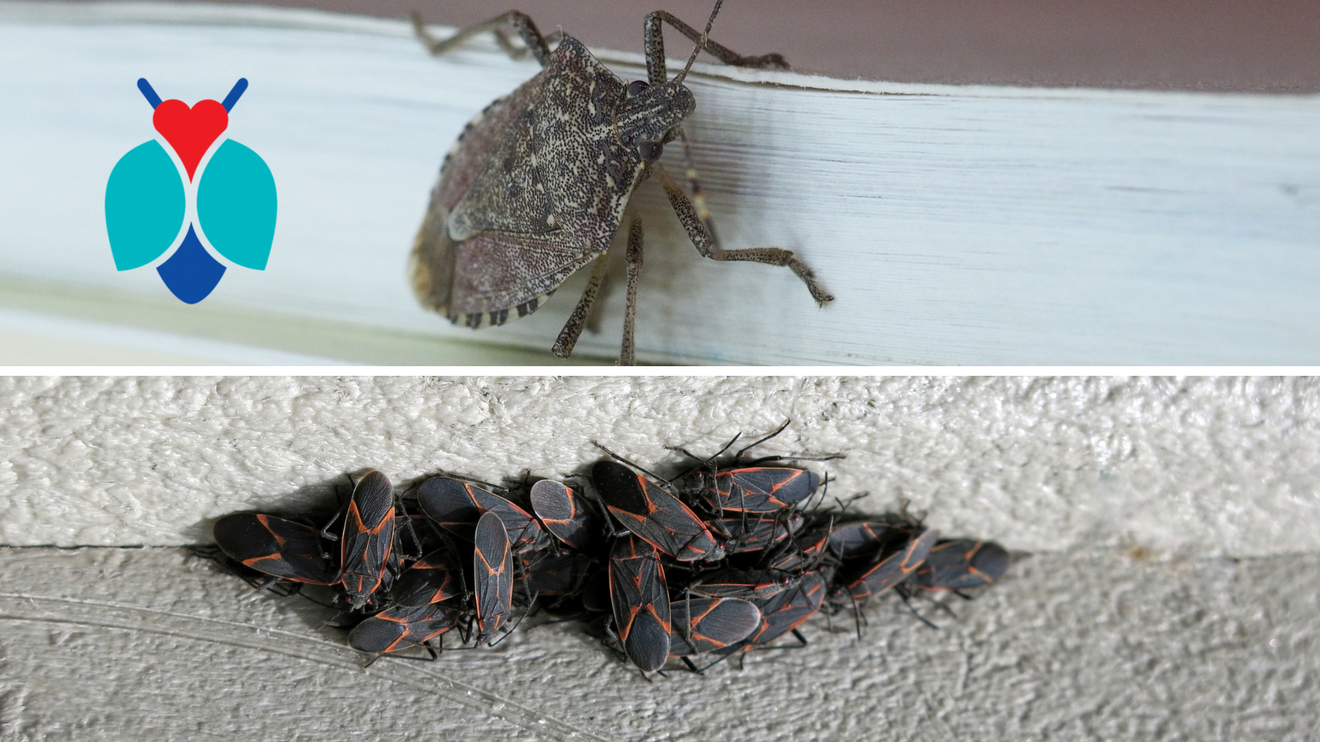 Boxelder Bugs and Stink Bugs Inside in the Winter