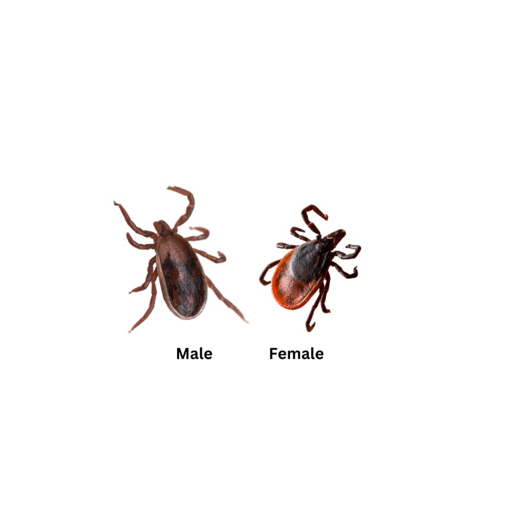 Deer Ticks Female and male