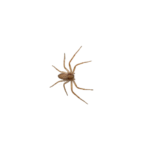 Spider service menu icon