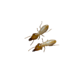Termites IPP icon image