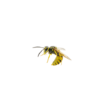 Wasps service menu icon