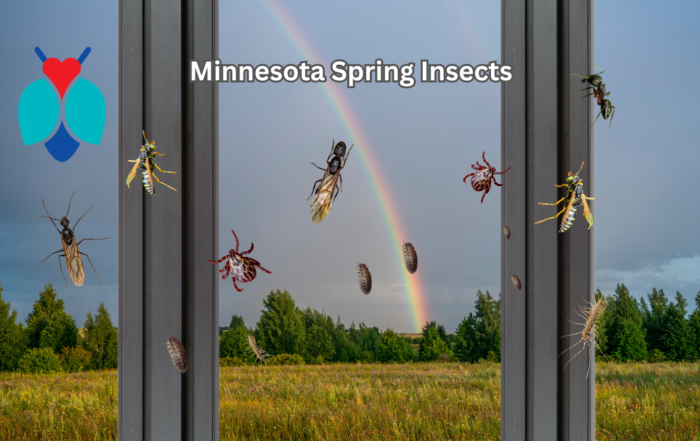 Minnesota Spring Insects (Twitter Post)