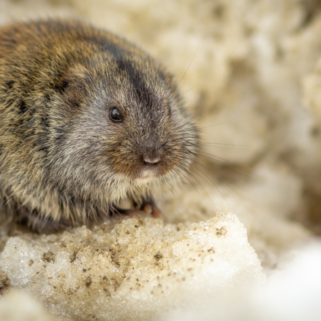 Voles in the winter