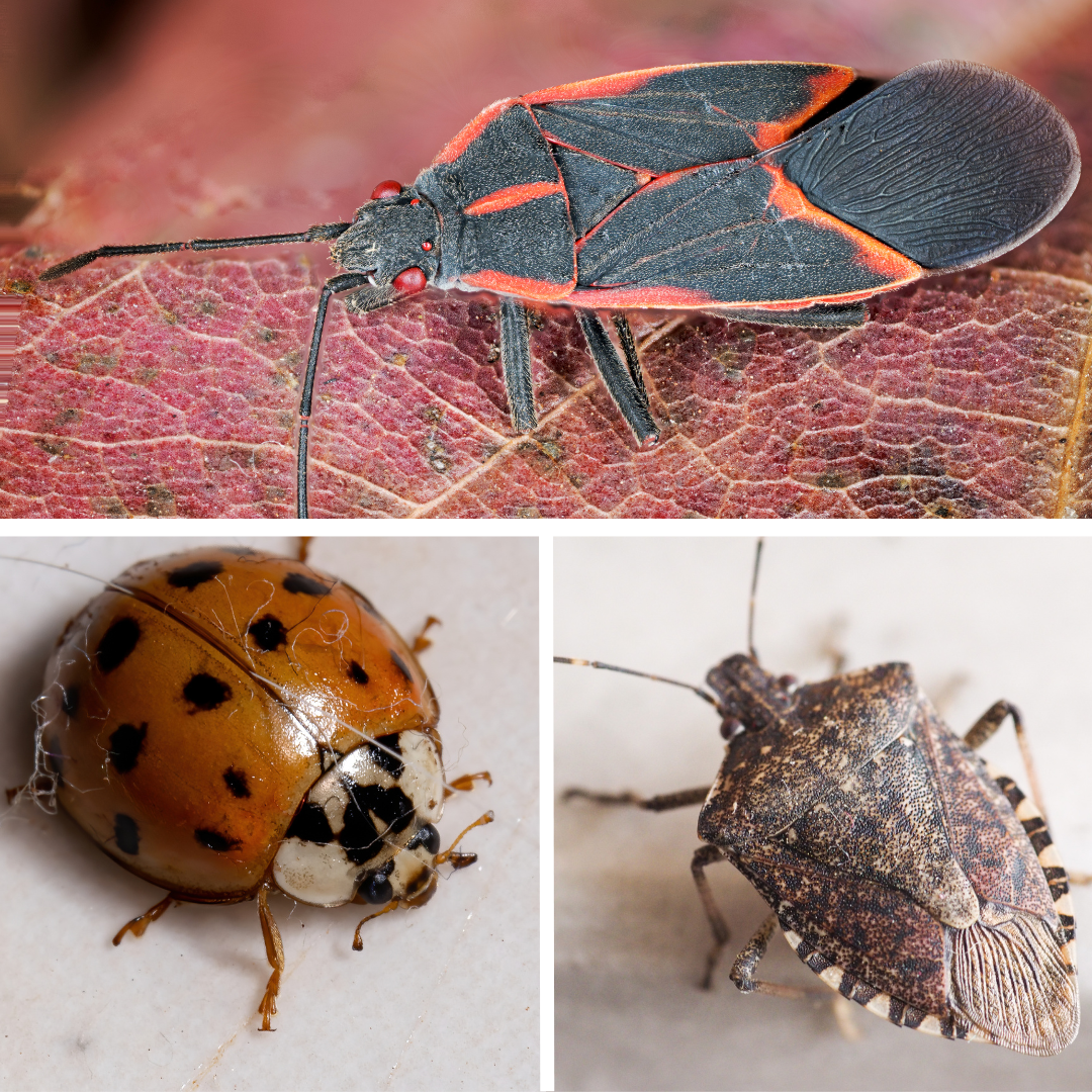 Fall insects Lakeville MN